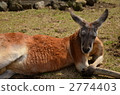 kangaroo, kangaroos, red kangaroo 2774403
