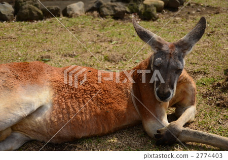 袋鼠 紅袋鼠 動物 2774403