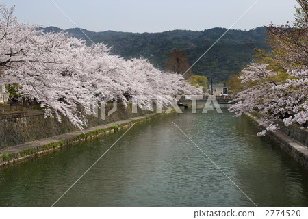 Okazaki neighborhood Biwa lake Cherry blossom trees of hydrophobic Okazaki neighborhood Biwa lake Cherry blossom trees of hydrophobic 2774520
