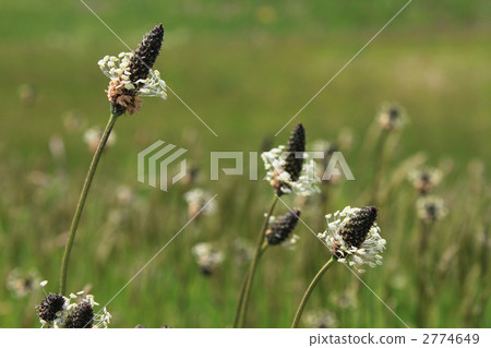 長葉車前草 長葉車前 窄葉芭蕉 2774649
