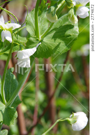 Flower of green bean paste 2774672