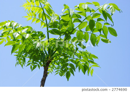 塔拉樹塔拉芽葉 2774690