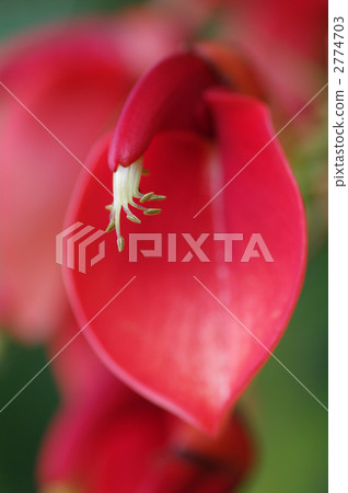 美國Deigo 02 2774703