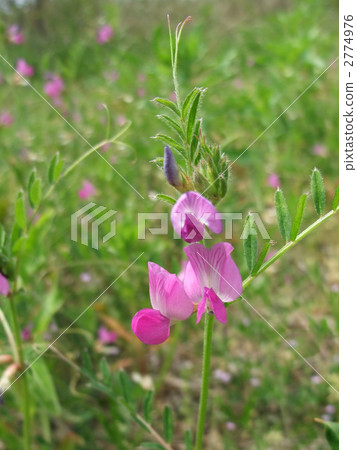 卡拉蘇諾豌豆 卡拉蘇諾豌豆 2774976