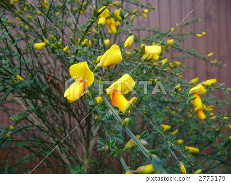 黃色的仙女們在春天開始醒來 2775179