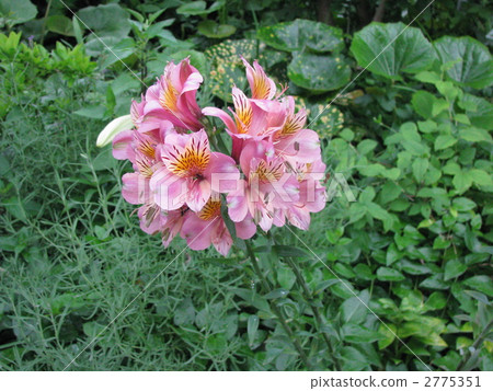 Alstroemeria 2775351