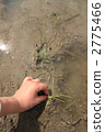 Rice Planting * 1 Rice Planting * 1 2775466