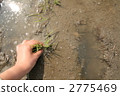 Rice plants * 2 Rice plants * 2 2775469