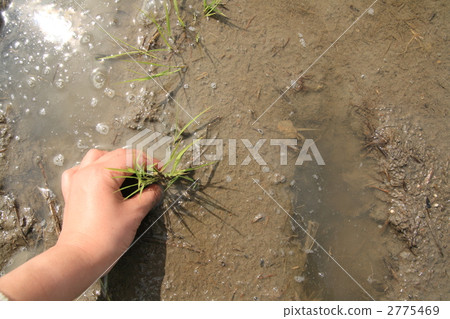 Rice plants * 2 Rice plants * 2 2775469
