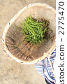 Rice plants * 3 Rice plants * 3 2775470