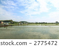Rice plants * 4 Rice plants * 4 2775472