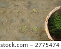 Rice plants * 5 Rice plants * 5 2775474