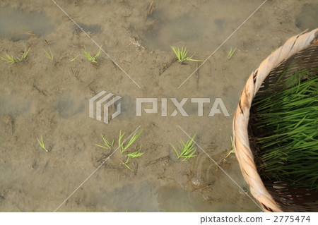 Rice plants * 5 2775474