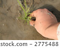 Rice planting * 7 Rice planting * 7 2775488