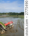 Rice plants * 8 Rice plants * 8 2775490