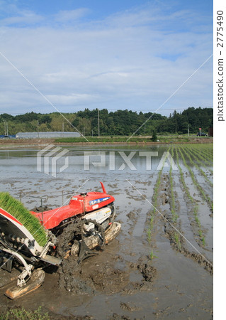 Rice plants * 8 Rice plants * 8 2775490