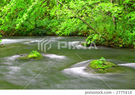 新鮮的綠色Oirase小河 2775818