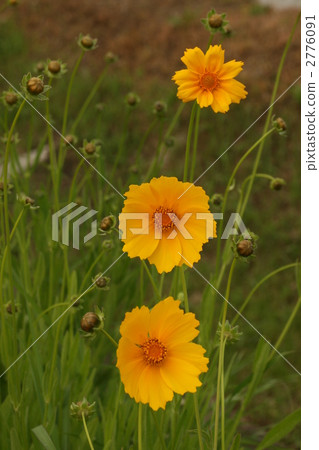 coreopsis lanceolata, lance-leaved coreopsis, bloom 2776091