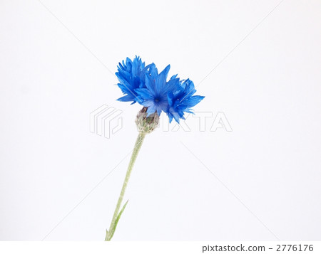 藍色的花 2776176