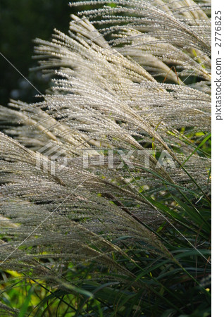 Ears of a Japanese cedar 2776825