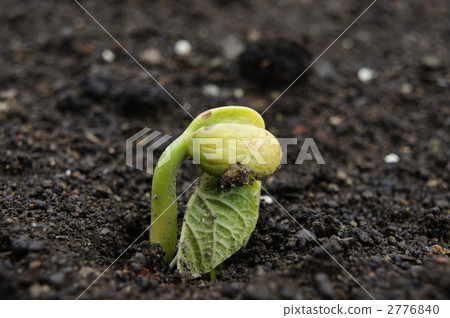 Kidney bean sprouts Kidney bean sprouts 2776840