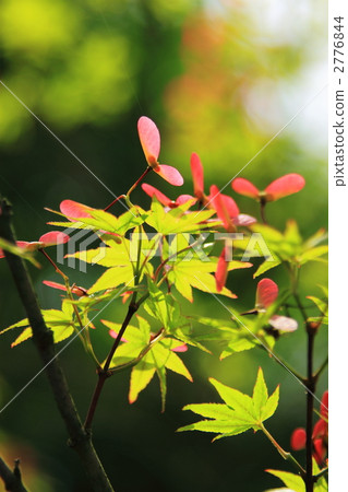 Momiji sprout Momiji sprout 2776844