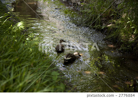 duck, animal, animals 2776884