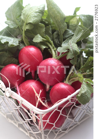蘿蔔 蔬菜 根菜類 2776923