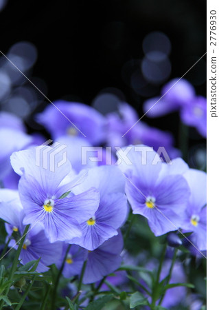 viola, bloom, blossom 2776930