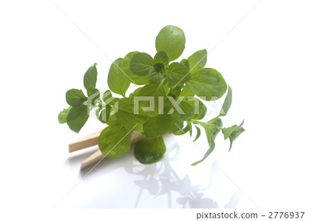 fragrant grass, mint, herb 2776937