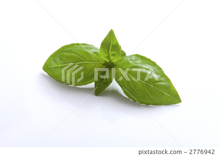 羅勒 羅勒屬植物 香草 2776942