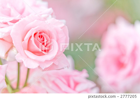 Pink rose Princess Aico 2777205