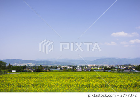 Rape flower field and the streets of Azumino Rape flower field and the streets of Azumino 2777372