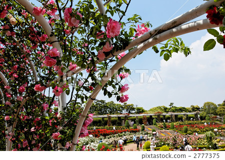 Yatsu Rose Garden Vine Spanish Beauty and the blue sky Yatsu Rose Garden Vine Spanish Beauty and the blue sky 2777375