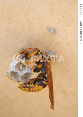 Paper wasp Paper wasp 2777435