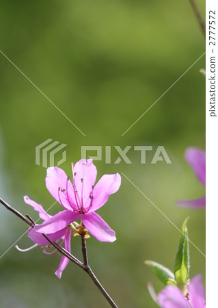 Yukigunimizu Azalea Yukigunimizu Azalea 2777572