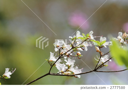 Shirabana unzen(杜鵑花) Shirabana unzen(杜鵑花) 2777580
