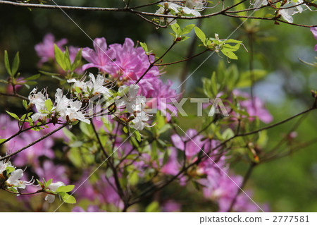 Shirabana unzen和Fuji Azalea(杜鵑花) Shirabana unzen和Fuji Azalea(杜鵑花) 2777581