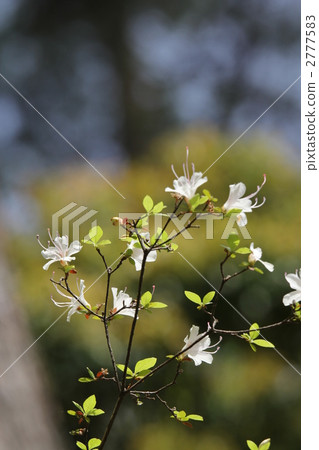 Shirabana unzen(杜鵑花) Shirabana unzen(杜鵑花) 2777583