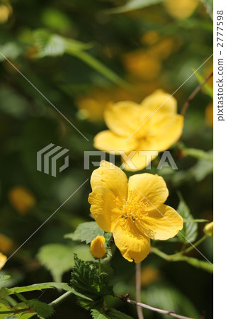 山吹 山吹 2777598