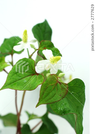 Dokdami vertical position during flower season 2777629