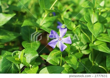 Blue flower horizontal position of vine day grass 2777631