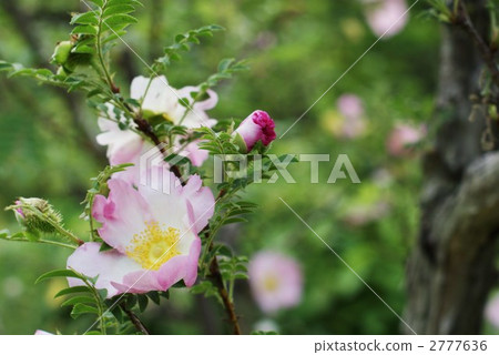 札幌盛開 2777636