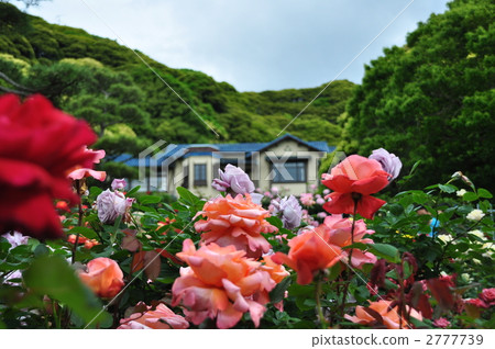Rose garden of Kamakura literature building Rose garden of Kamakura literature building 2777739