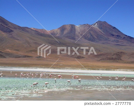 火烈鳥在南美洲·智利 火烈鳥在南美洲·智利 2777778