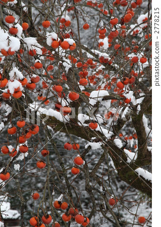 Persimmon remaining 2778215