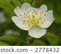 Neubara 2778432