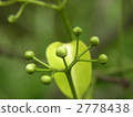 Mayumi fruit 2778438