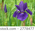 Iris 2778477