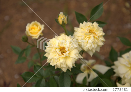 Rose (Risen Shine) Rose (Risen Shine) 2778481